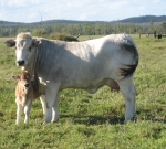 Wyoming Amity with Calf Wyoming Dolly