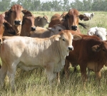 Typical Romagnola Crossbred Calves on Red Brahman Cows