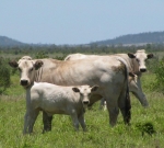 Purebred Cows & Calves
