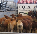 Romagnola/Brahman Cross Steers - Beef Australia 2012