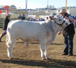 Wyoming Garrison - Calf Champion Bull - Beef 2012