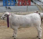 Wyoming Christine - Junior Champion Female Beef 2009