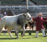 Wyoming Doctor Nelson - Grand Champion Bull Ekka 2010