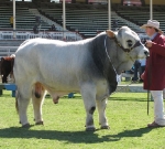 Wyoming Dario - Reserve Senior Champion Bull Ekka 2010