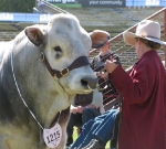Wyoming Doctor Nelson - Grand Champion Bull Ekka 2010