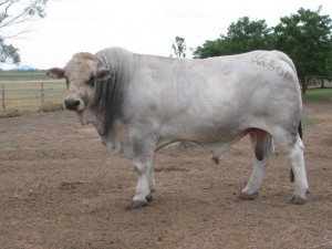 Top Price Romagnola Bull at Rockhampton February All Breeds Bull & Female Sale 2016